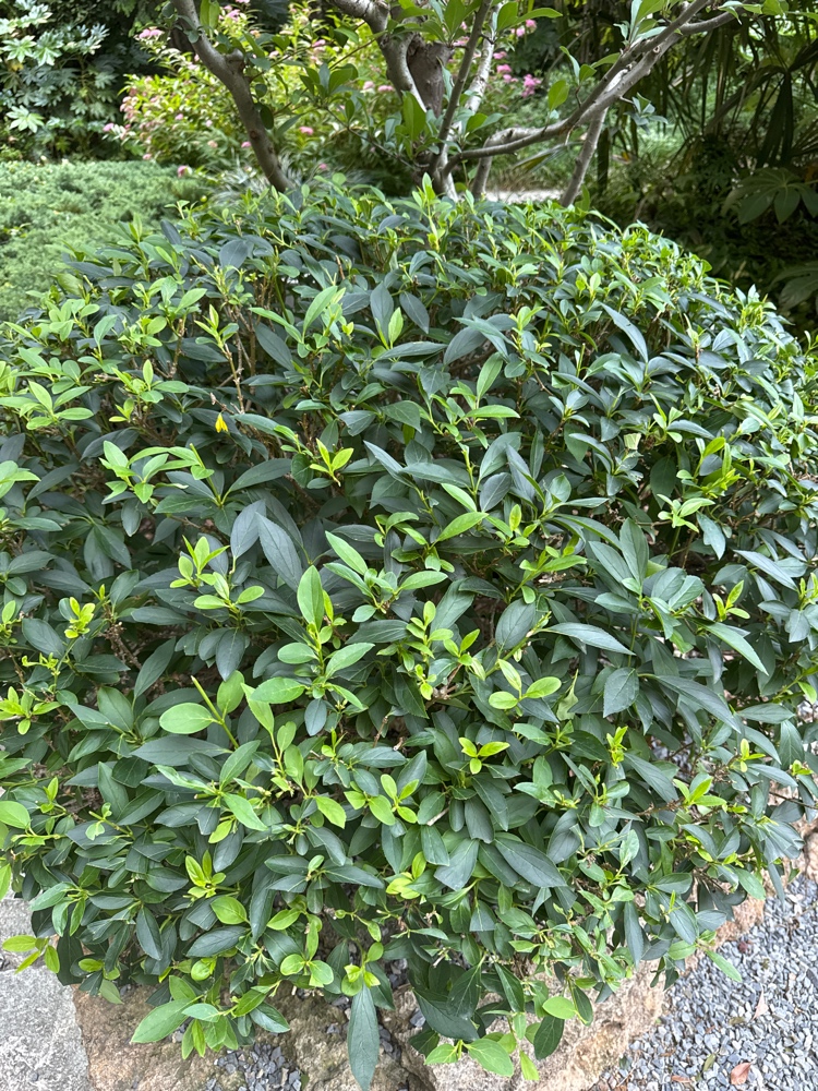 杜鹃花花后生长期